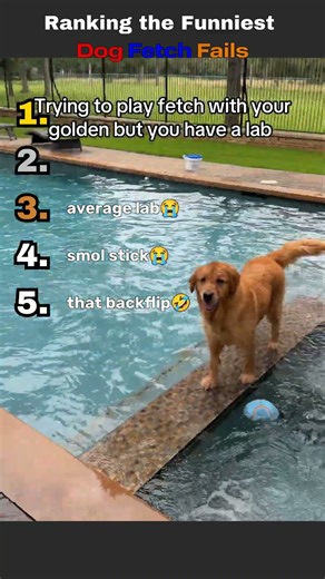 Dogs That Have Absolutely No Idea How To Play Fetch #funnydogs #fails #shorts
