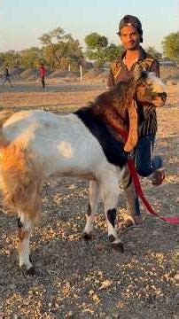 Big Kota Bakre At Al Kabeer Goat Farm