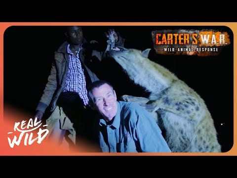 Why Do These Men Feed Wild Hyenas by Hand? | Carter's WAR