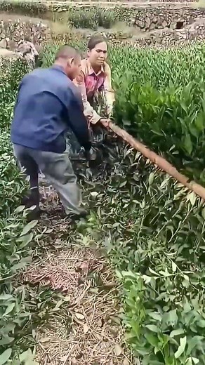 Pruning Tea Trees Faster Without Damaging Plants