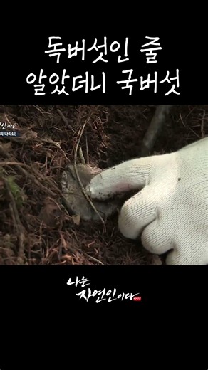 독버섯인 줄 알았더니 국버섯 #shorts