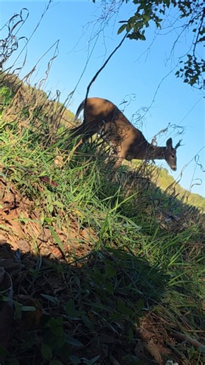 #deer #buck #hunting #huntingfails #bowhunting #archery . fail but never know. young buck. forked.