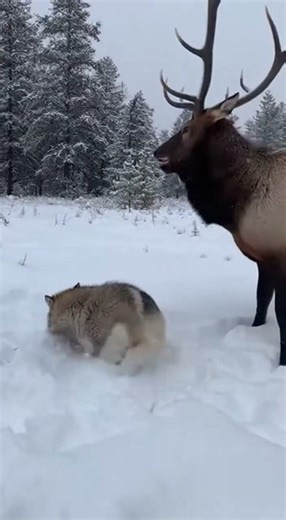 This wolf picked the wrong elk... I'm still in shock 🤯