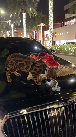 Discover the Unique Traits of Bengal and Leopard Cats