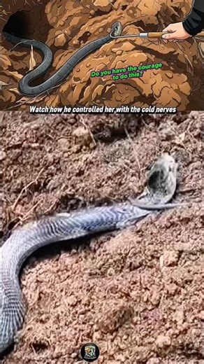 Extreme Bravery: Master Handling A King Cobra With Bare Hands! 👑🐍