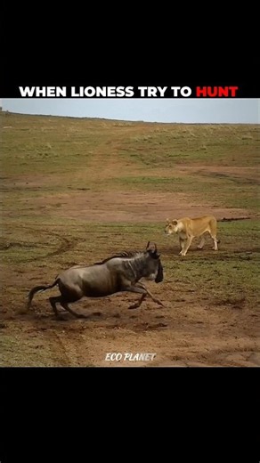 Lion shows lioness how to hunt #shorts #animal #animalshorts #animalplanet #lion #lionvideo