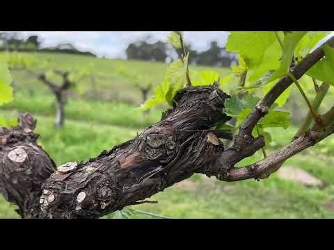 How to Shoot thin a Vine after Soft Pruning