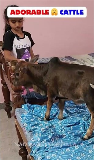 Pet Mini cows in my house Below 1 Feet Height #viral #tiktok #trending #miniature #youtube