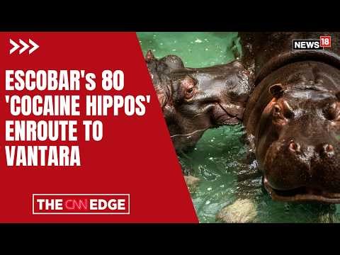 Anant Ambani Steps In to Save Pablo Escobar's ‘Cocaine Hippos’, Offers Lifeline to 80 Animals | N18G