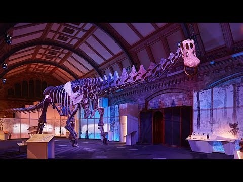 World’s largest dinosaur goes on display in Peterborough cathedral