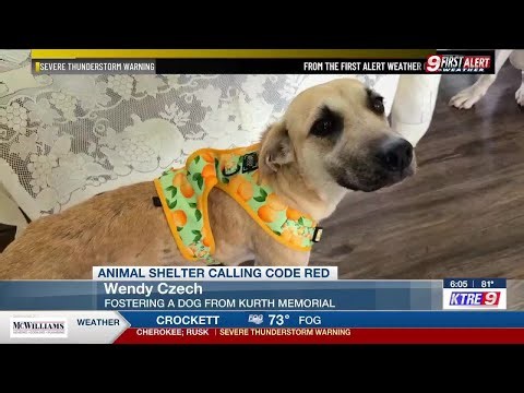 Lufkin animal shelter at max capacity, drops adoption fees to $30