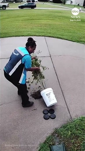 Amazon driver picks up tomato plant that fell in a storm