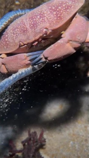 🦀 Rare Underwater Crab Discovery! 😱🌊 #Crab #SeaCrab #Underwater