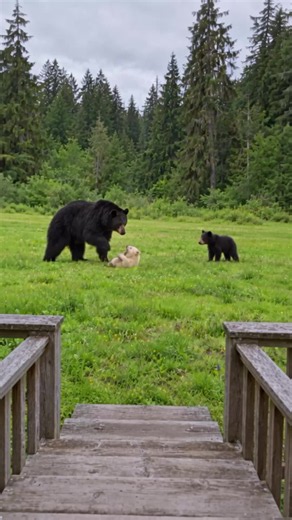 A woman living alone at the edge of a Canadian rainforest watched a black bear attack a rare white cub in front of her cabin. She raised the cub, let it go in autumn, and the next spring a big white bear walked out of the forest toward her porch.