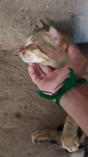 #cat #cats #catshorts #catvideos #funnycats