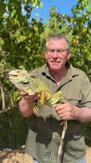 Check out this amazing dinosaur - a young green male iguana, so cool to see him up close! 🦎😎