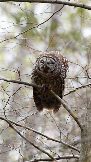 Barred owl hunting in the quiet forest
