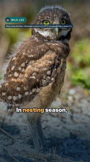 These owls live underground, in Cape Coral's front yards | Wild Lee #1