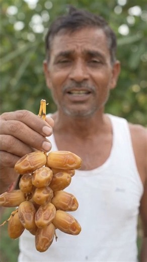 How to Grow Dates at Home 🌴 | Date Palm Groawing Guide#please#short#framing#fyp
