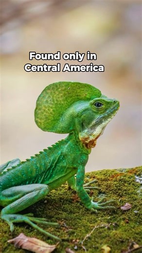 This Lizard Runs On Water