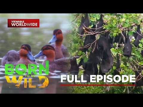 Decoding Nature’s Sounds; The Giants of the Forest | Born To Be Wild (Full Episode)