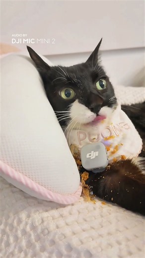 Tiny Mic, Every Crunch | DJI Mic Mini 2