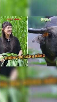 Châu Bùi đi xin cỏ cho trâu 😅 l DẤU CHÂN TÌNH THÂN