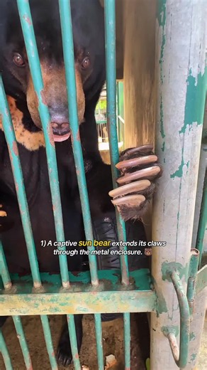 Top 13 surprising wild animals moments behind barriers. 🐾😲 #animalsoftiktok #animals #animales #bigcat #wholesome