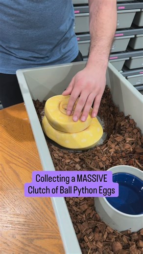 Collecting a MASSIVE Clutch of Ball Python Eggs🐍🥚 Keep watching to see what baby snakes hatched😍 | BALLS of FURY