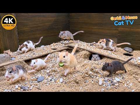 Gerbil & Mouse Cat TV — Mice Exploring Tunnels, Poking Out of Holes & Chasing Food