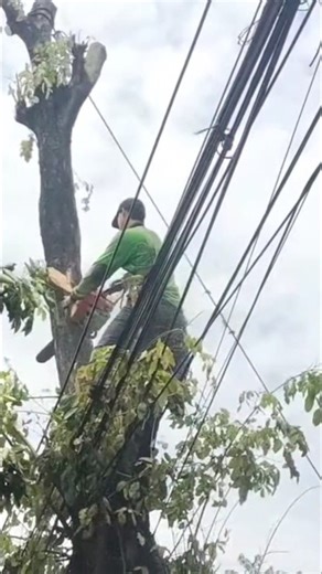 brave enough to cut down a tree on a cable #shorts #woodworking #chainsaw