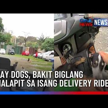 Stray dogs, bakit biglang lumalapit sa isang delivery rider? | GMA News Feed