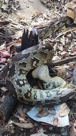 Nature's Raw Power: Python vs Crow Catch and Swallow