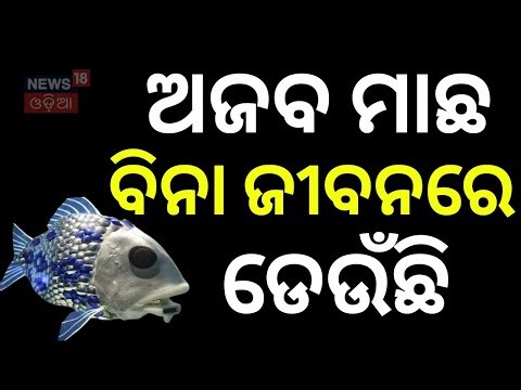 ଜୀବନ ନାହିଁ ତଥାପି ପାଣିରେ ପହଁରୁଛି | Raygada Youth and Gitam University Create Innovative Robotic Fish