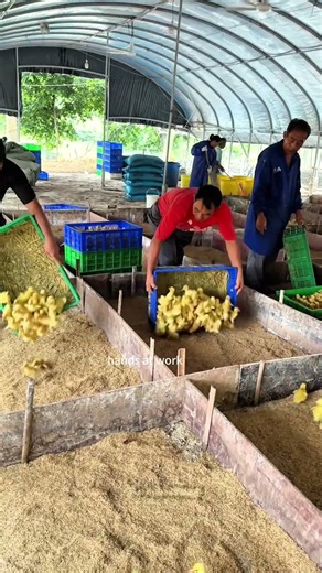 Duck farm, releasing ducklings into pens in batches