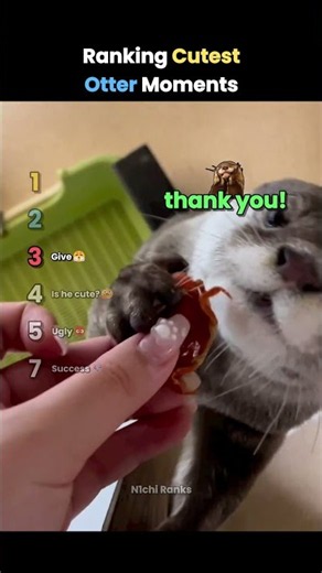 Ranking Cutest Otter Moments