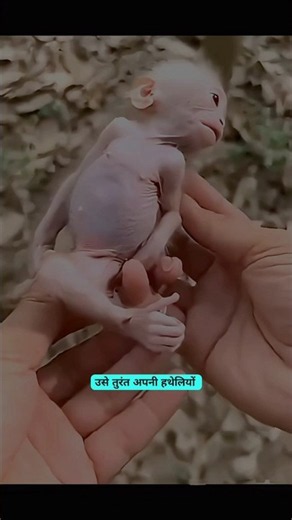 A Mother Monkey Abandoned Her 3-Day-Old Baby..😢#monkey #cat #shorts #facts #trending #new#emotional