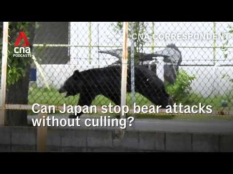 Can Japan stop bear attacks without culling? | CNA Correspondent