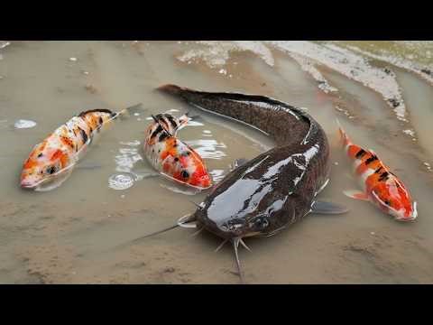 Finding Catfish in the Rice Fields, Arowana Fish, Goldfish, Eels, Blue Crabs, Sharks