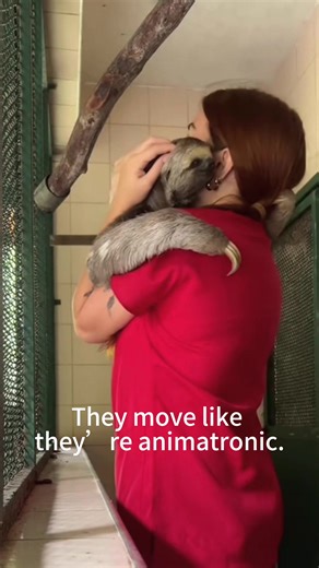 This Sloth Just Made My Day Better 🥺🦥 #cuteanimals #funnyanimals #wholesome #relaxing
