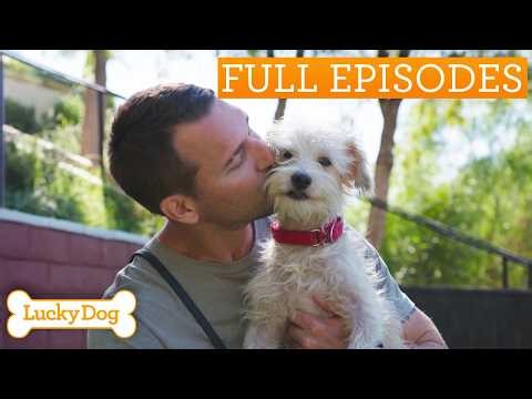 Timid Rescue Dog With Painful Past Learns To Trust Again | Lucky Dog Double Episode