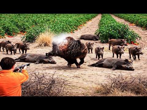 Escalating Situation - A Wild Boar Confrontation To Protect The Farm!