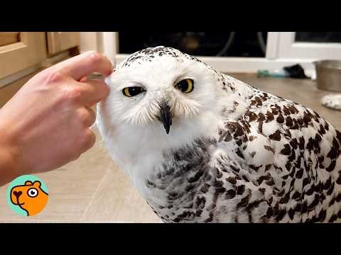 Couple Takes Care of a Saved Snow Owl | Cuddle Buddies
