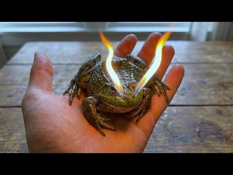 This Frog Can Fire Flames Through Its Nostrils