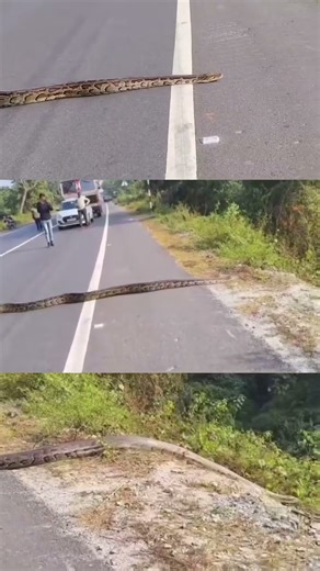 Viral Video: A massive python was spotted crossing the highway in Alipurduar