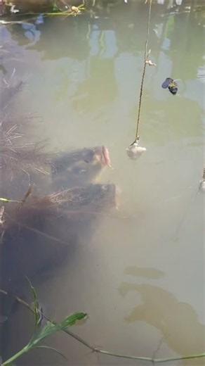 Amazing fishing by hook #bigfish #fishing #shorts