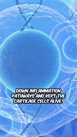 New Enzyme Discovery Could Protect Jaw Cartilage and Stop Arthritis