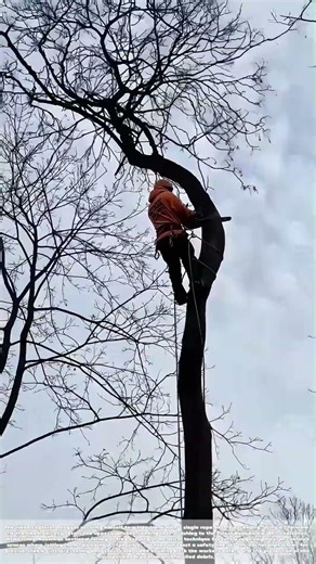 Staking a Claim: How One Rope and a Chainsaw Tame a Treetop