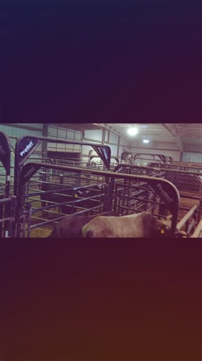 First day for the bull riders @msu_rodeo in Oklahoma for practice week thanks to the @chutebossclub | Stetson Lawrence