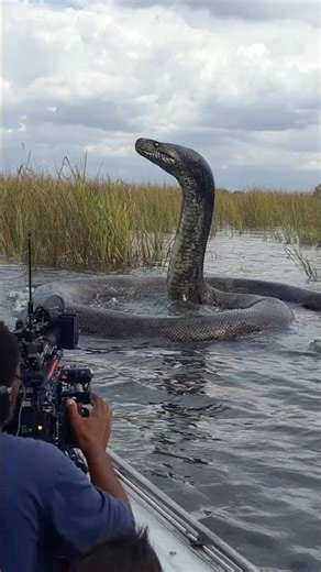 Titanoboa Is BACK! 30-Foot Serpent Filmed in Florida Everglades